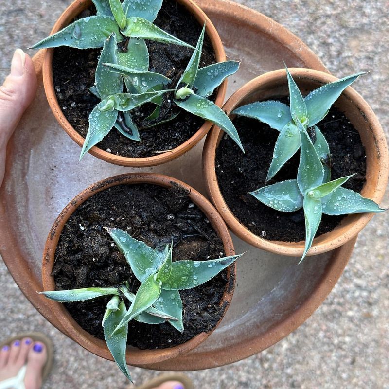 Octopus Agave: The Blue Beauty