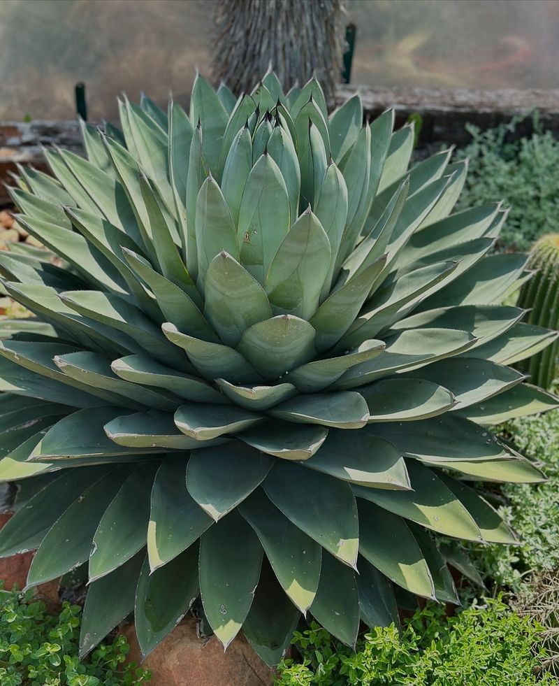 Agave