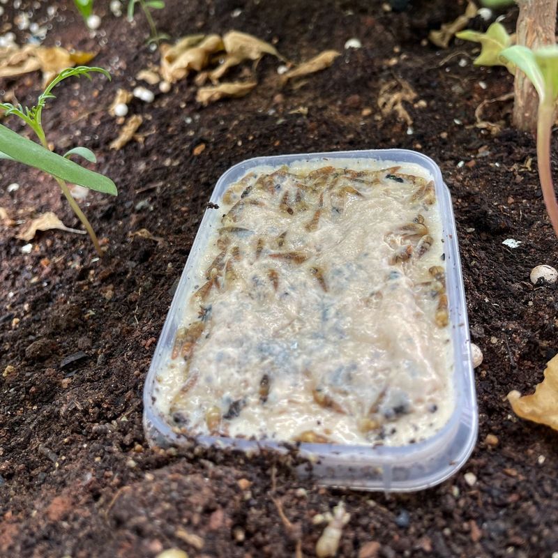 Beer Slug Traps