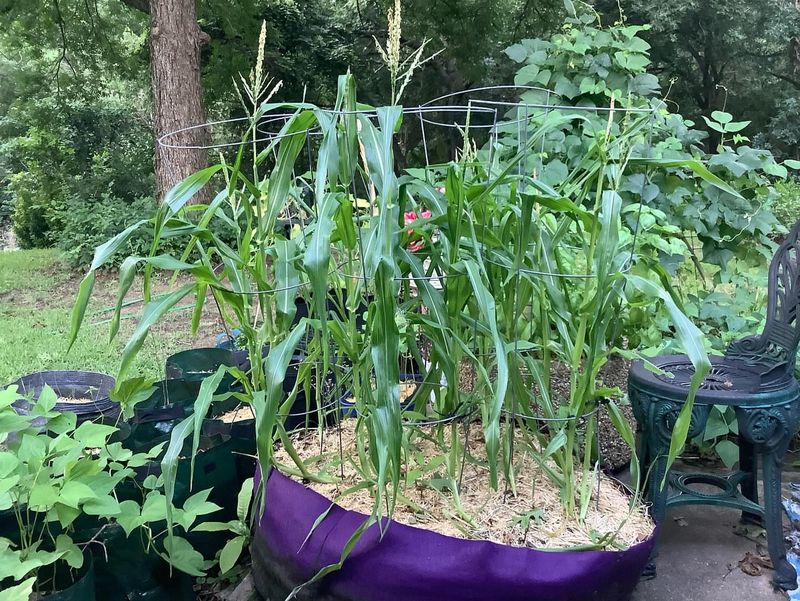 Corn And Tomatoes