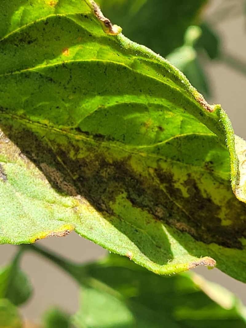 Early Blight On Tomatoes