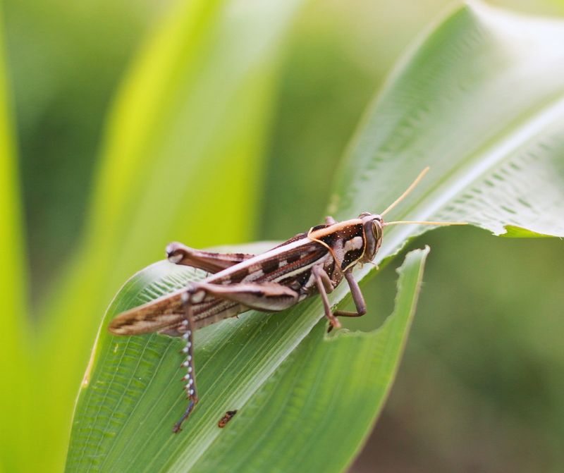 Grasshoppers' Ragged Edges
