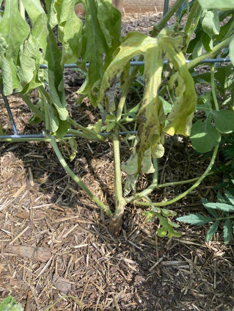 Watermelon Vines With Bacterial Wilt
