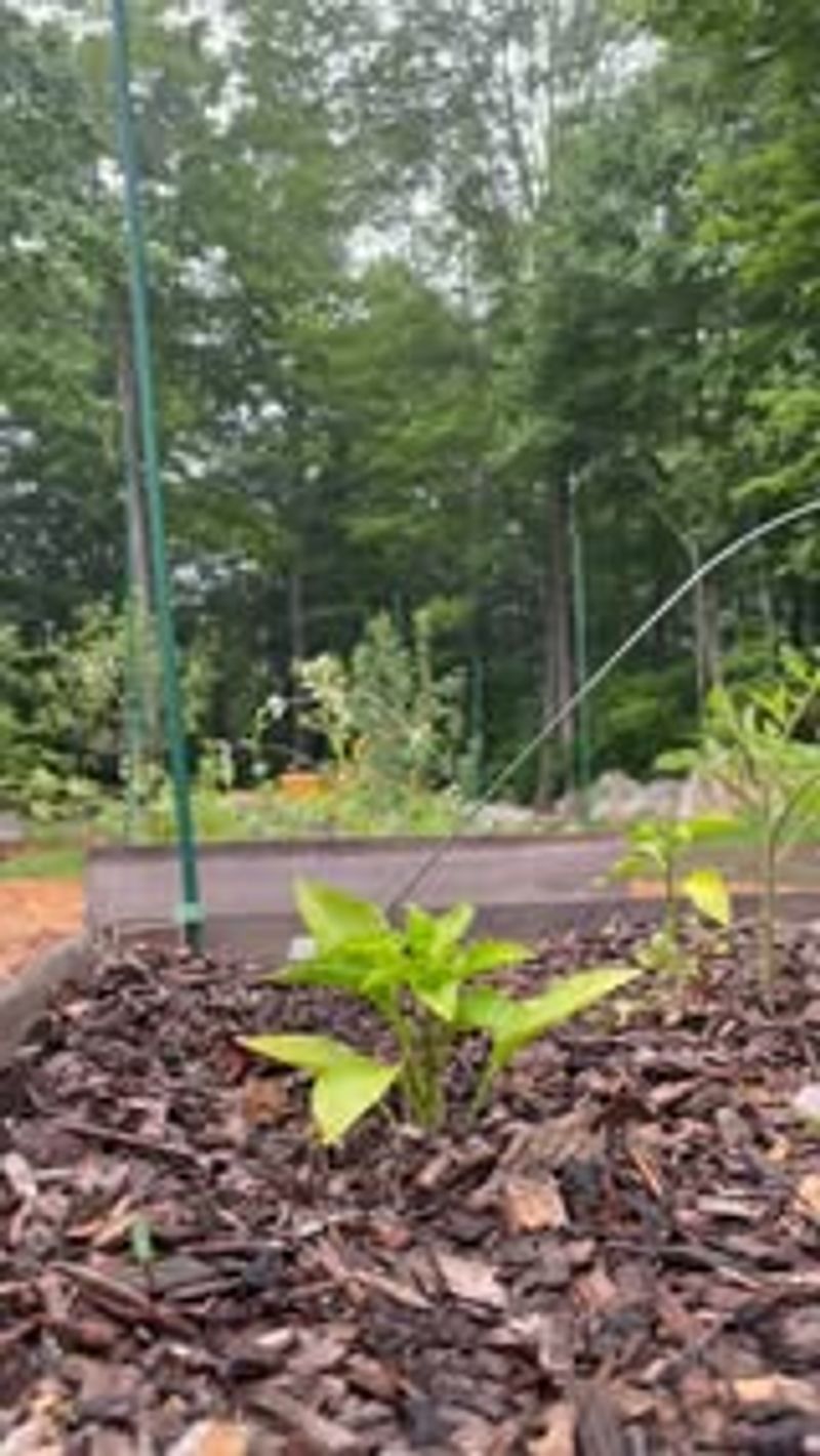 Pepper Topping