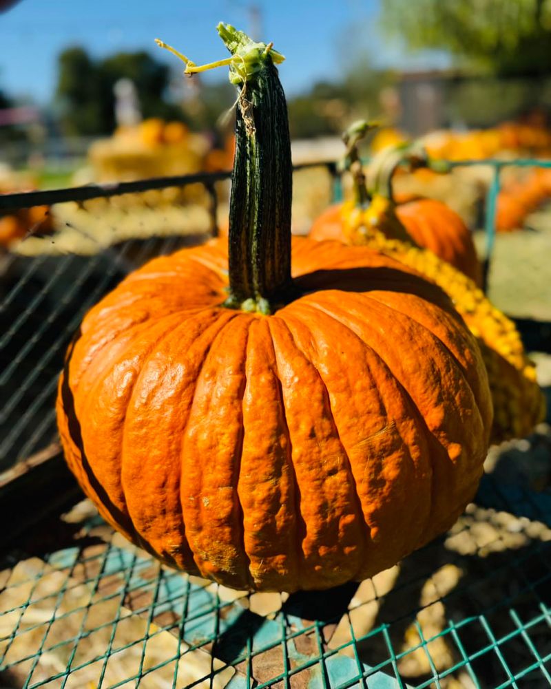 Pumpkin