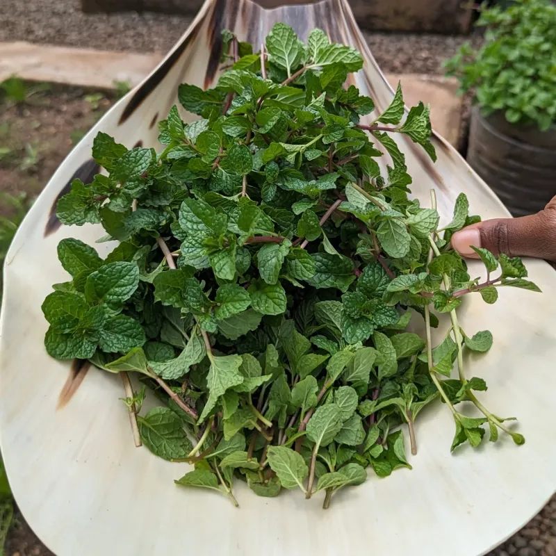Mint That Refreshes Drinks And Gardens Alike