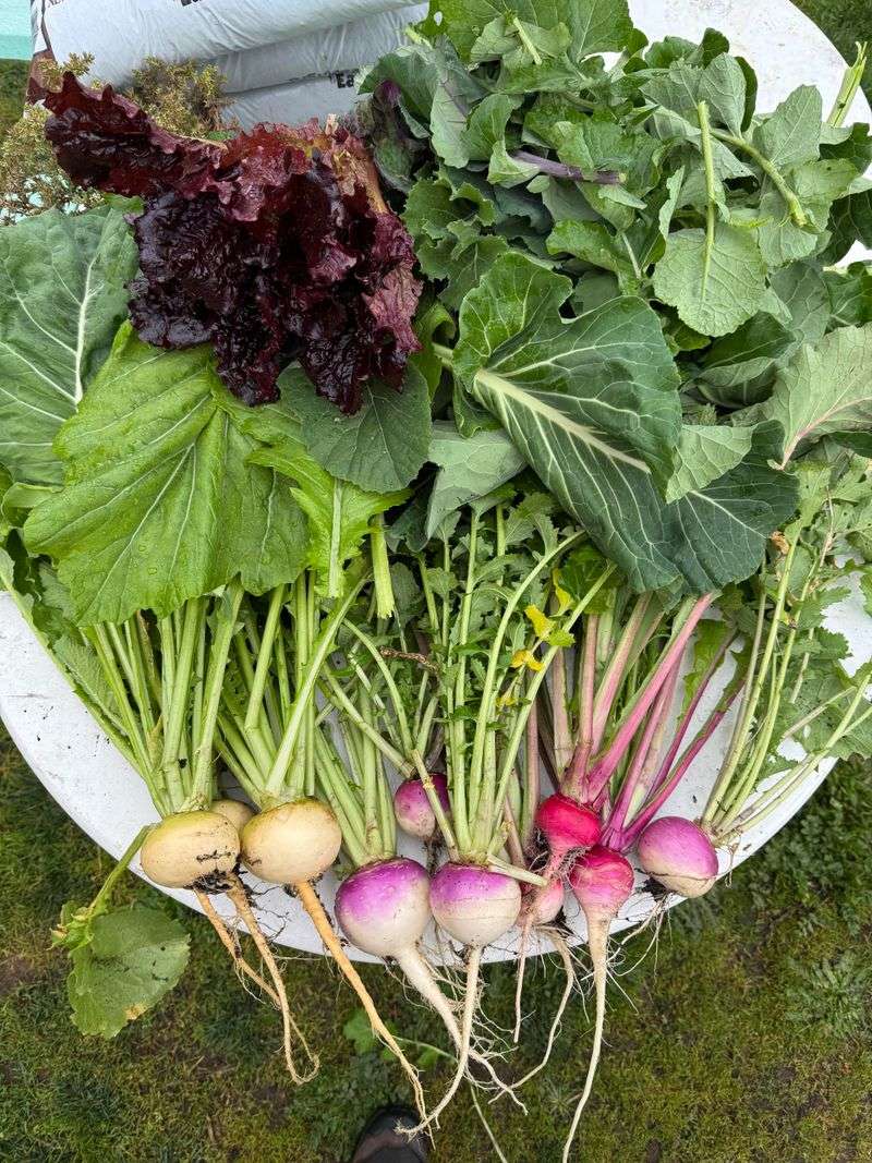 Quick Harvests