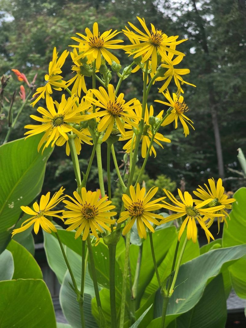Cup Plant