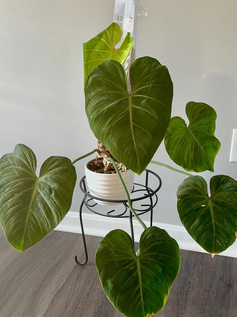 Allspice Leaf Shine Spray