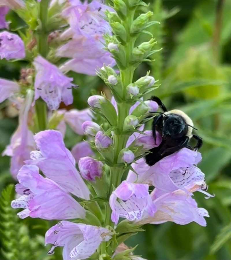 Obedient Plant (Physostegia virginiana)