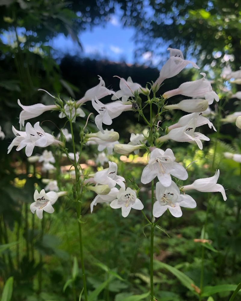 Foxglove Beardtongue