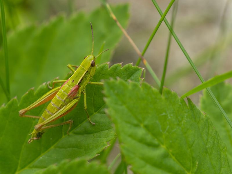 Grasshopper Feeding Frenzies