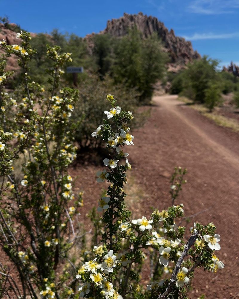 Cliffrose