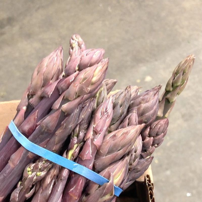 Purple Asparagus