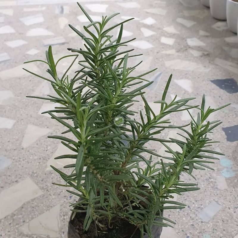 Focus On Longer Stems First