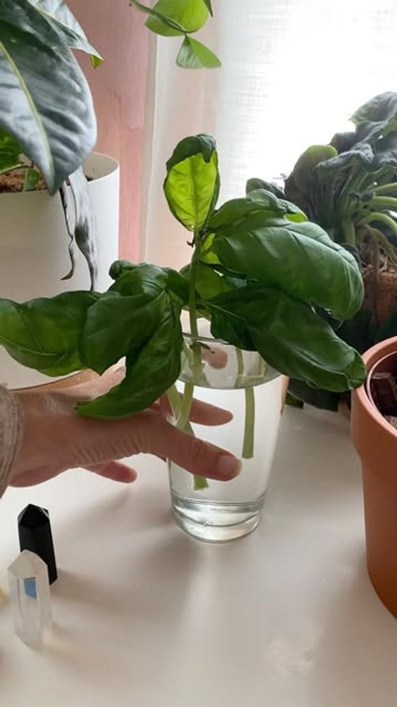 Remove Lower Leaves