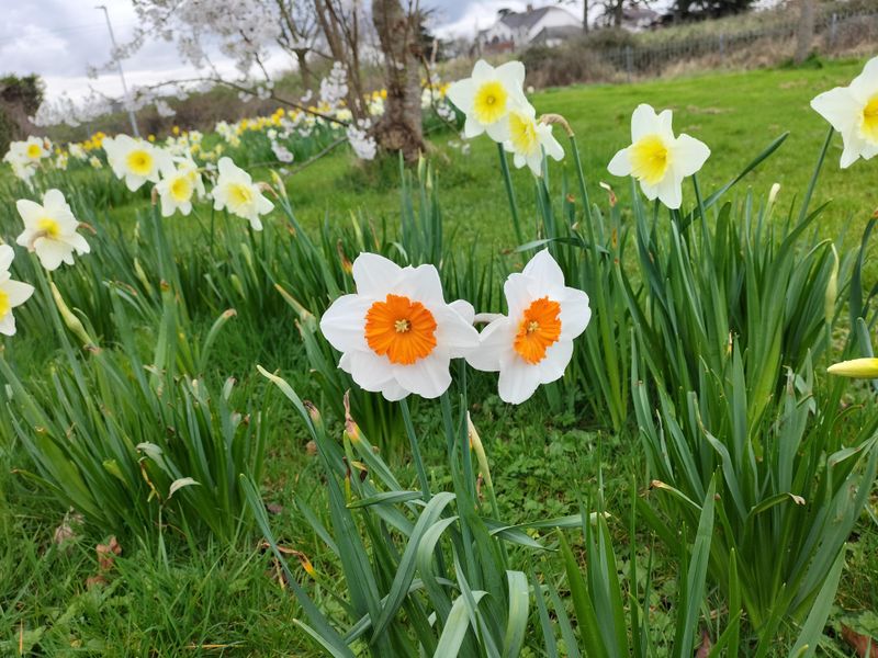 Bulb Naturalization Area