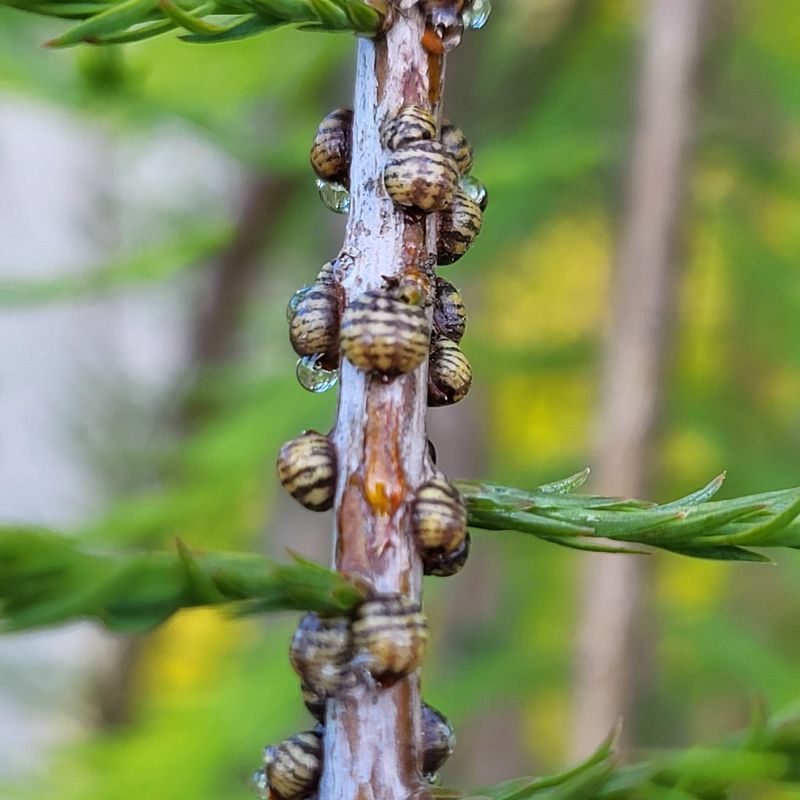 Scale Insects
