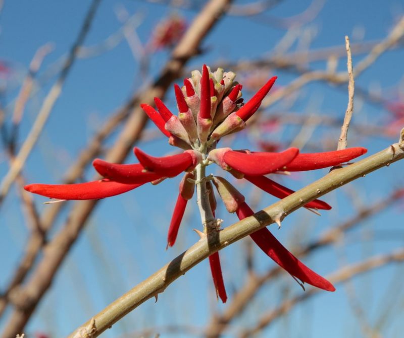 Coral Bean's Southwestern Flair