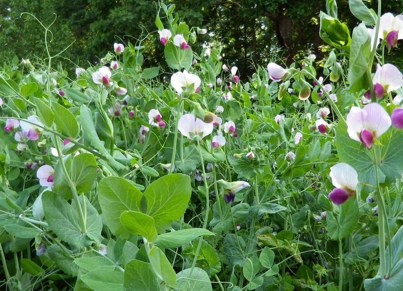 Grow Cover Crops