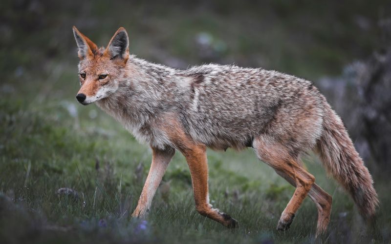 DON'T Run Away From A Coyote