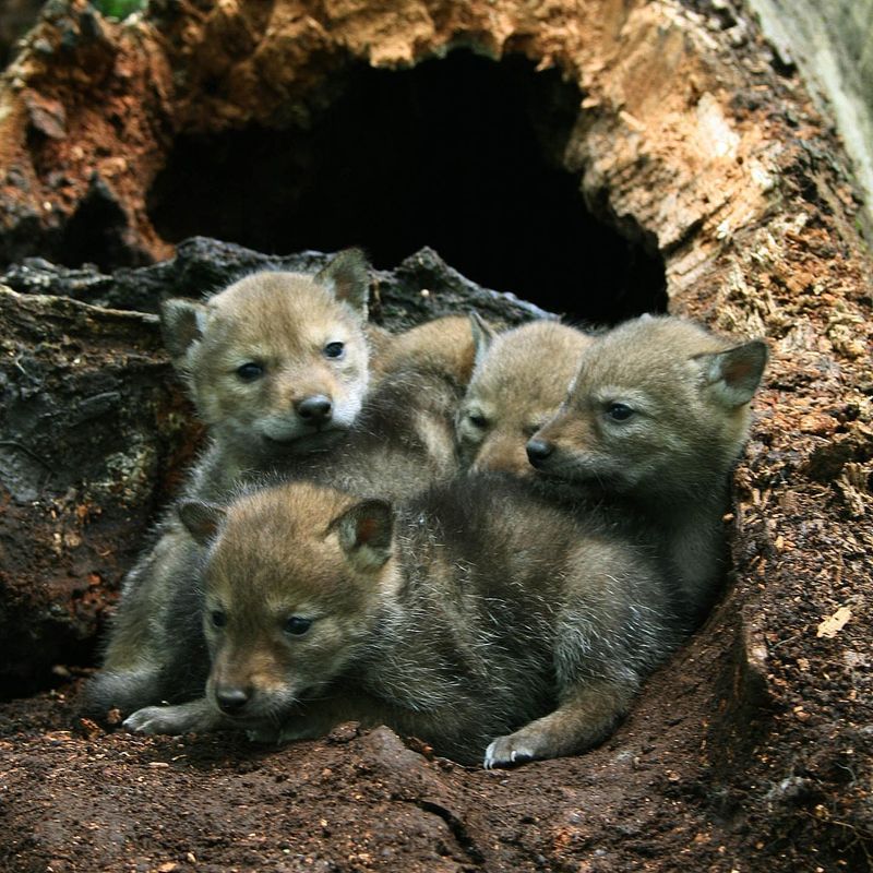 DON'T Approach Coyote Dens Or Pups