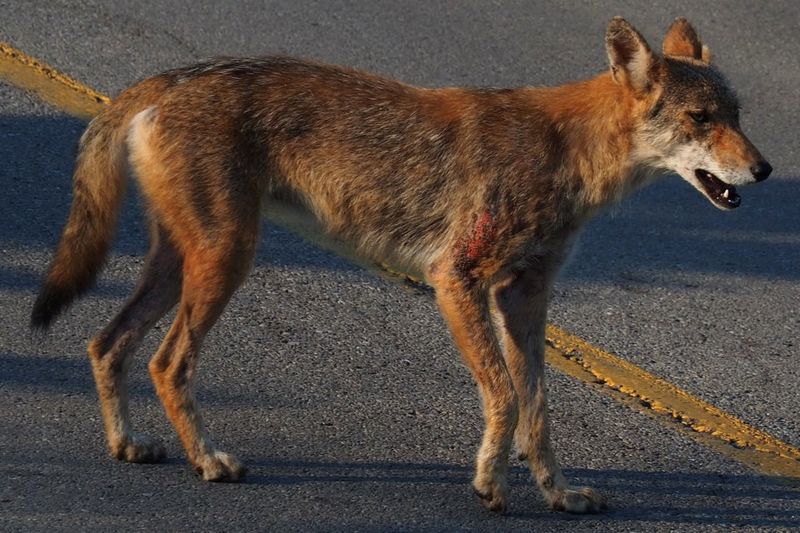 DON'T Try To Tame Or Feed Wild Coyotes