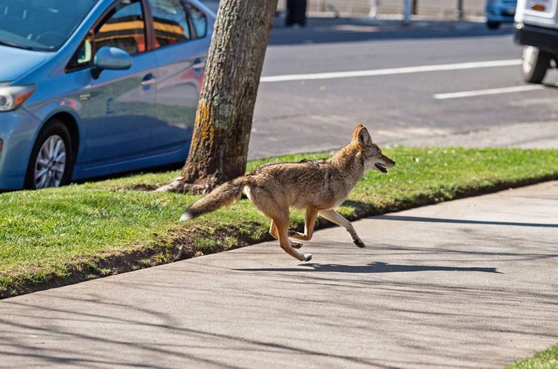 DON'T Run Away If You Encounter A Coyote