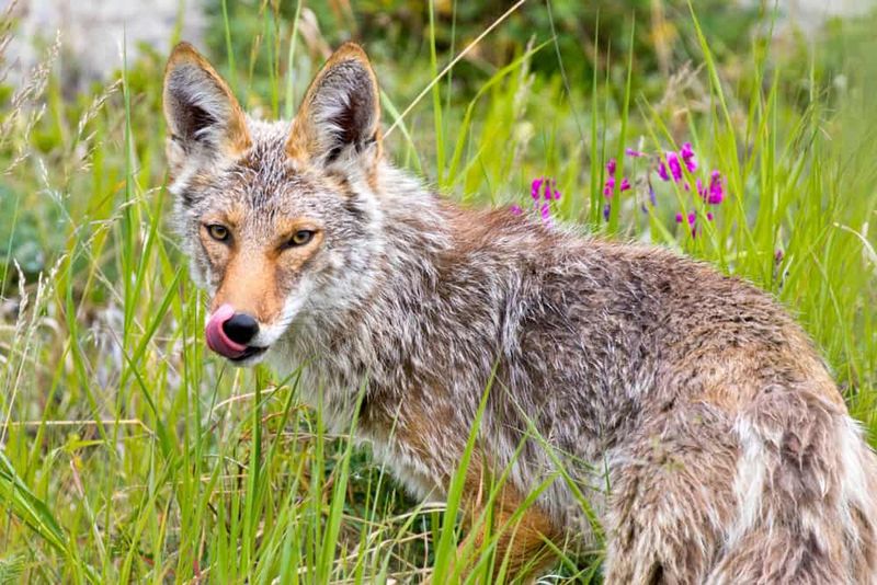 DON'T Try To Trap Or Relocate Coyotes Yourself