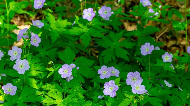 Geraniums: Colorful Mouse Deterrents