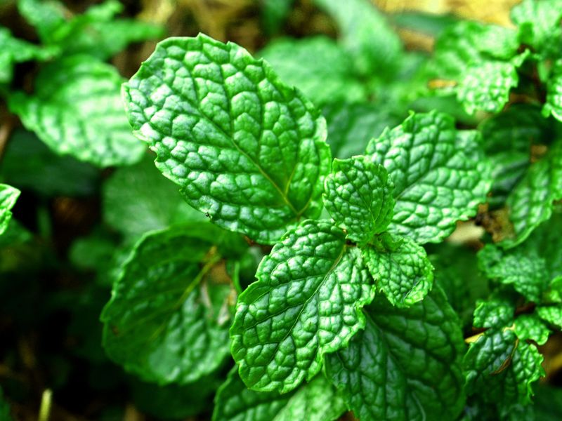 Mint: The Refreshing Rodent Repellent