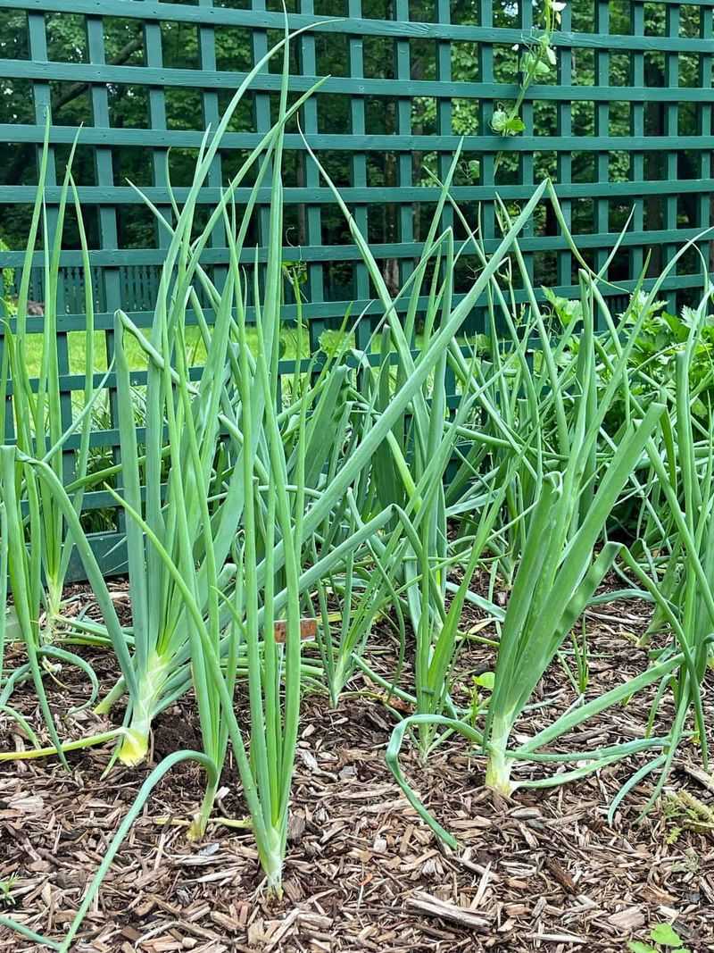 Onions: Underground Allies Against Unwanted Guests