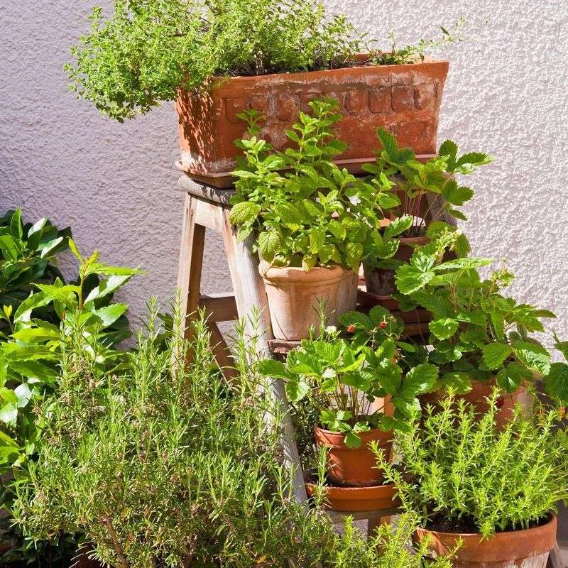 Herb Plants