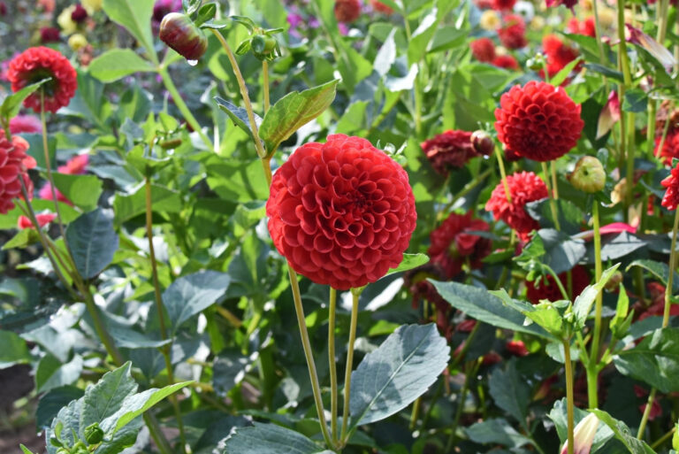 Dahlia variety ‘Dzervenite' (featured image)