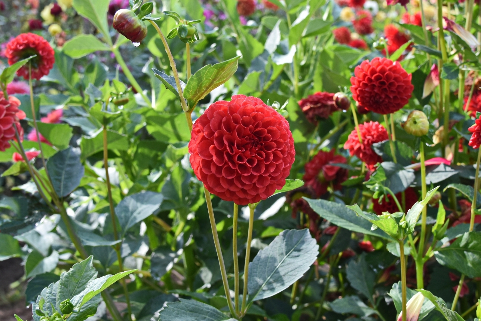 Dahlia Bed Options Orlando Yards Could Plant For Extended Blooms