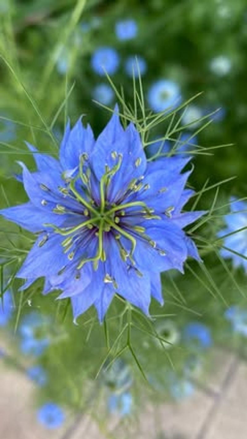 Love-in-a-Mist