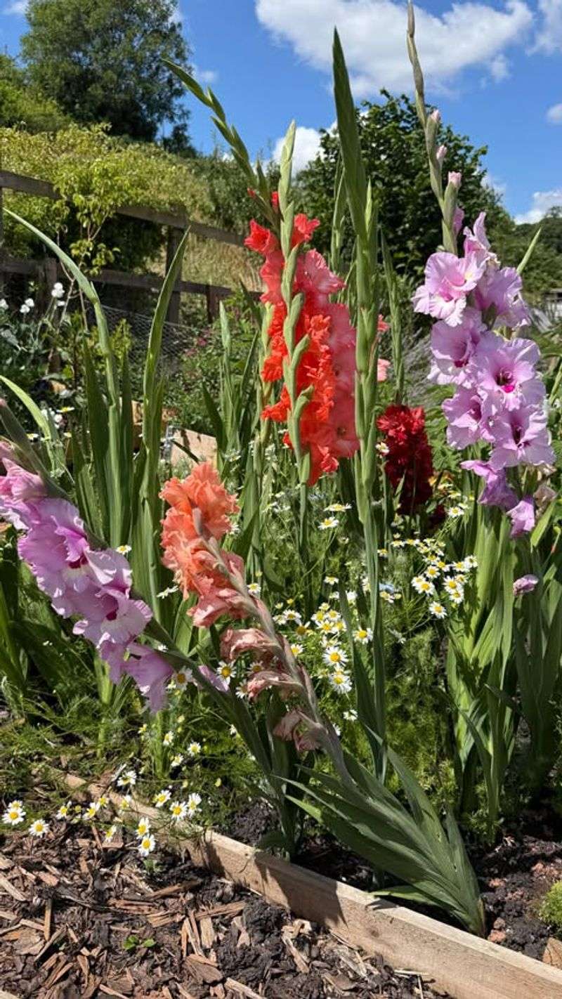 Gladiolus Spikes