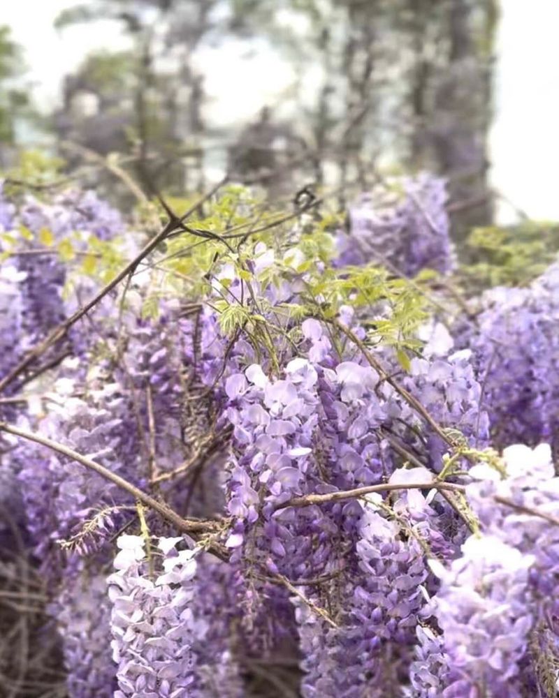 Helen's Alpine Surprise