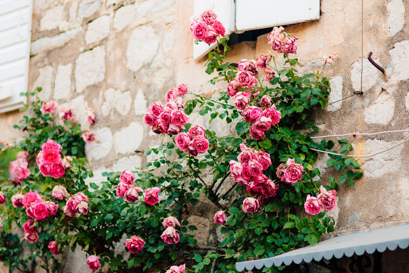 Dallas Growers Plant Living Flower Walls That Double As Phase Privacy