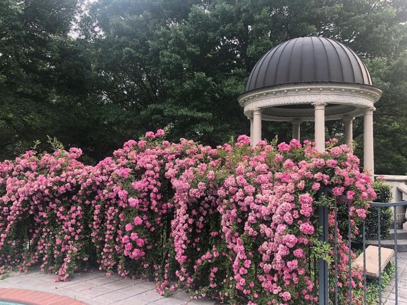 Climbing Roses For Romantic Seclusion