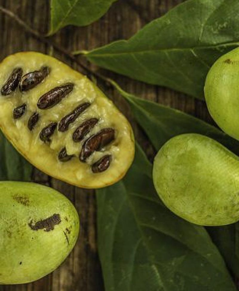 Pawpaw: America's Forgotten Fruit