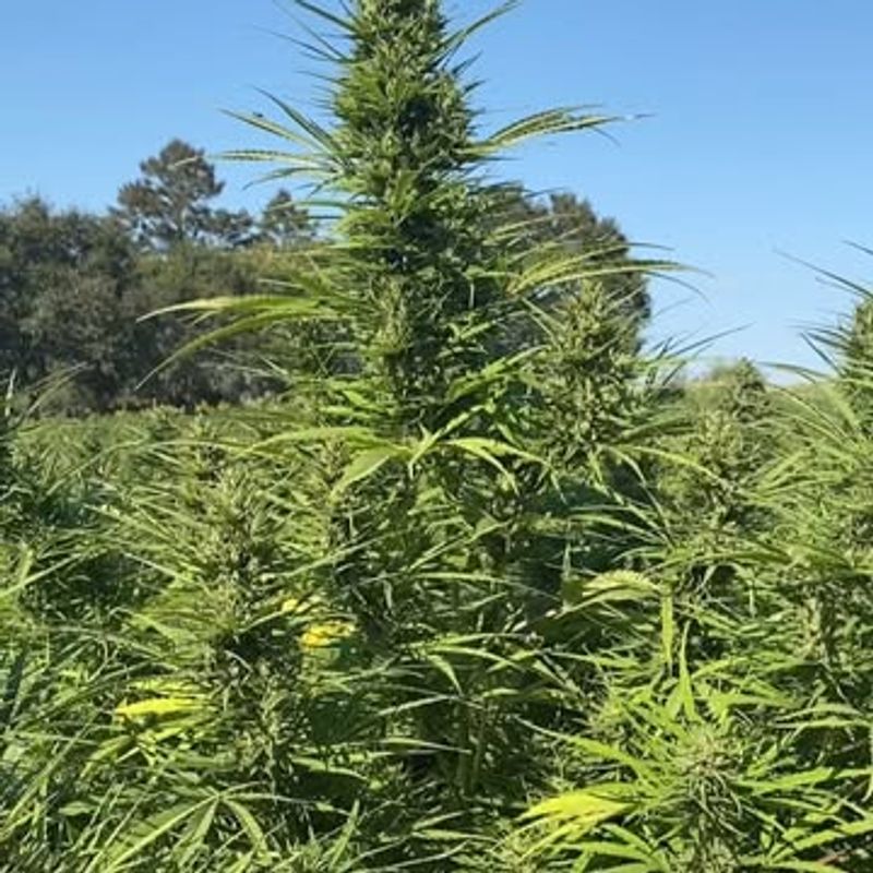 Hemp's Complicated Status