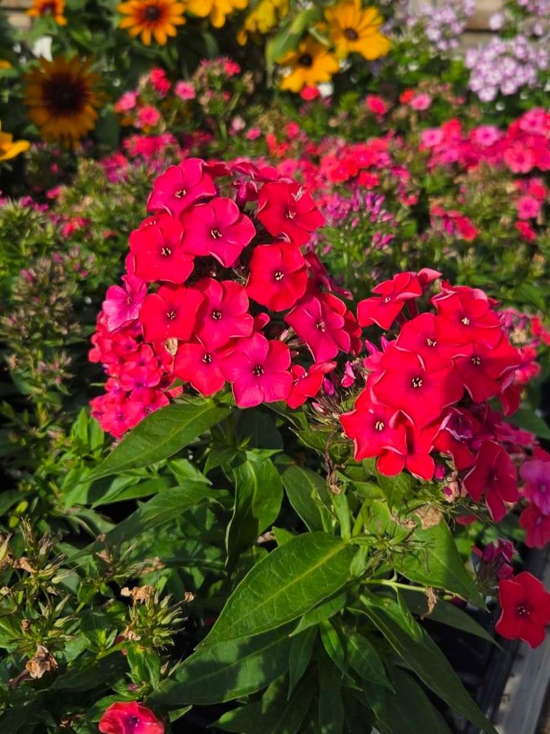 Garden Phlox