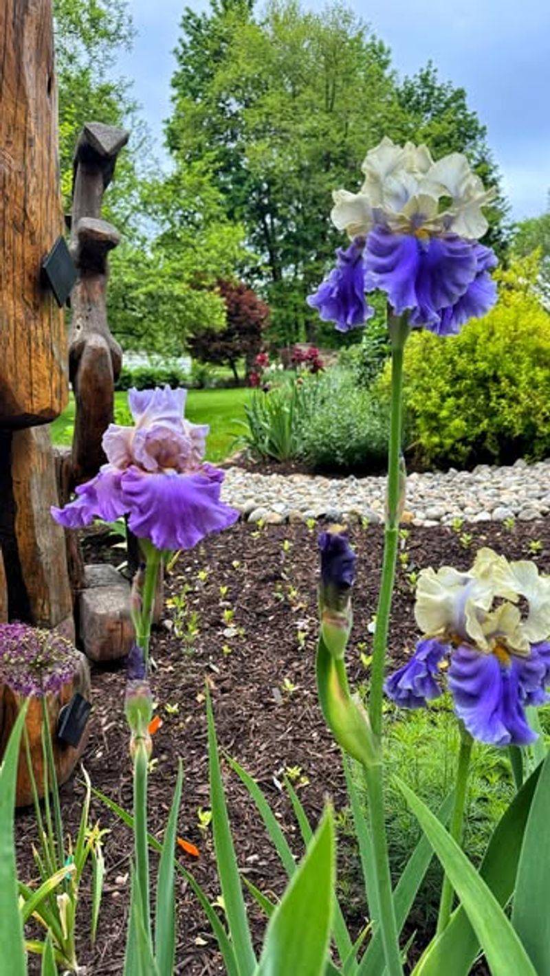 Bearded Iris Benefit From Breathing Room