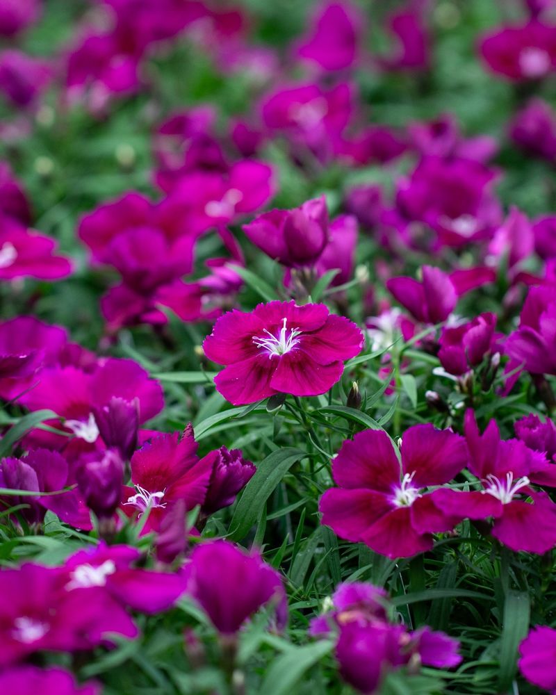 Dianthus (Pinks)