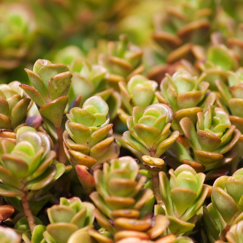 Sedums
