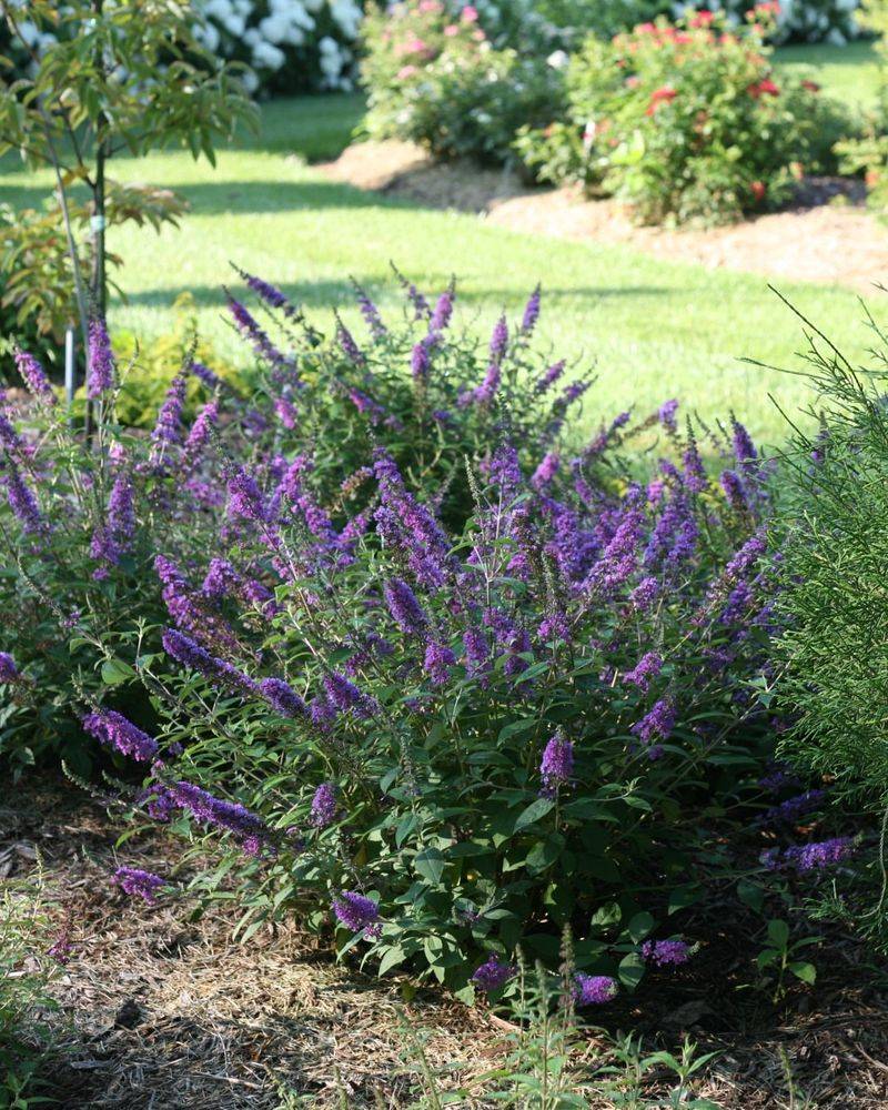 Dwarf Butterfly Bush 'Blue Chip'
