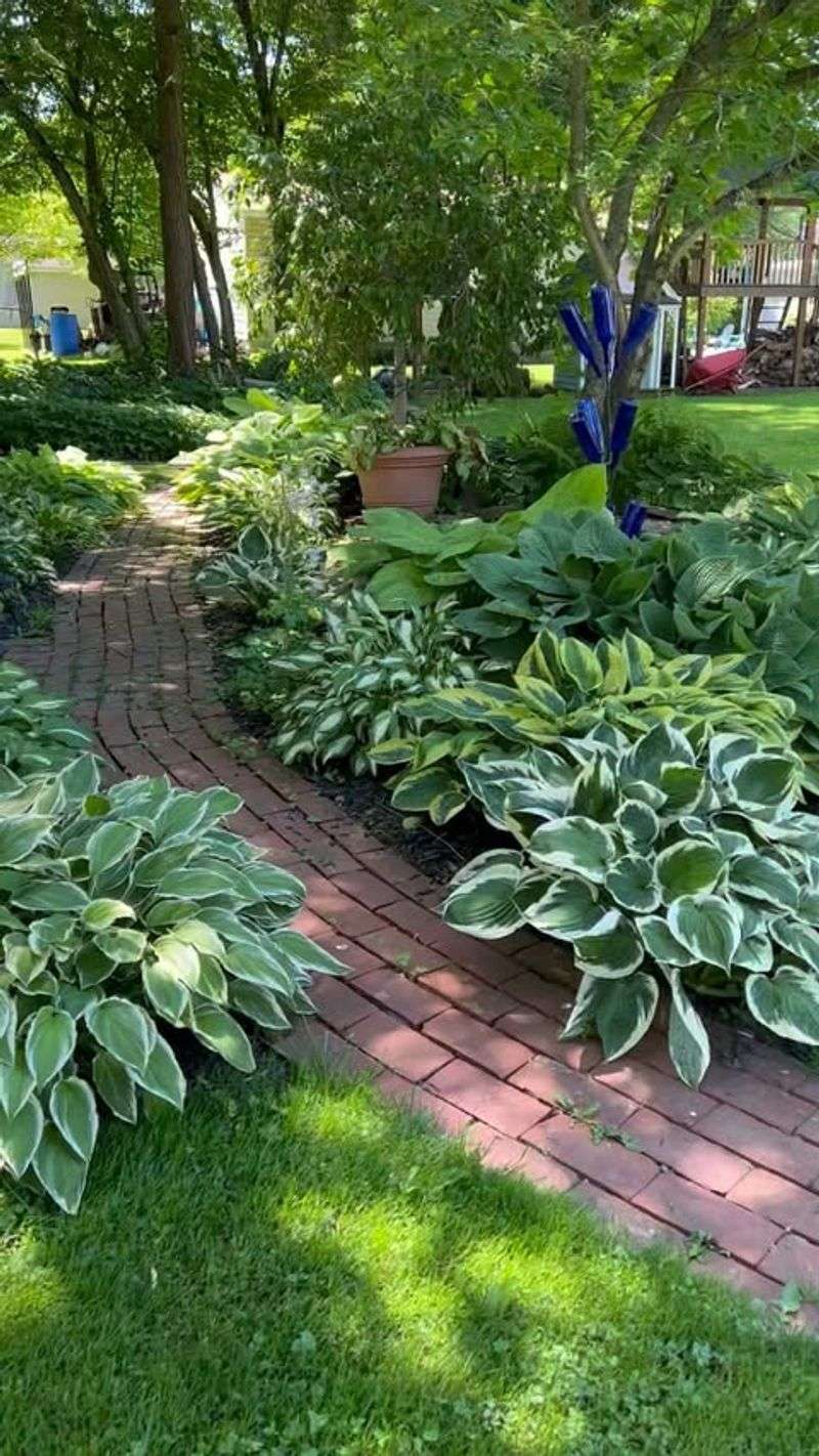 Hostas