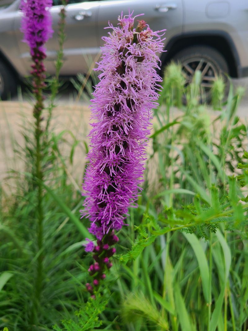 Blazing Star