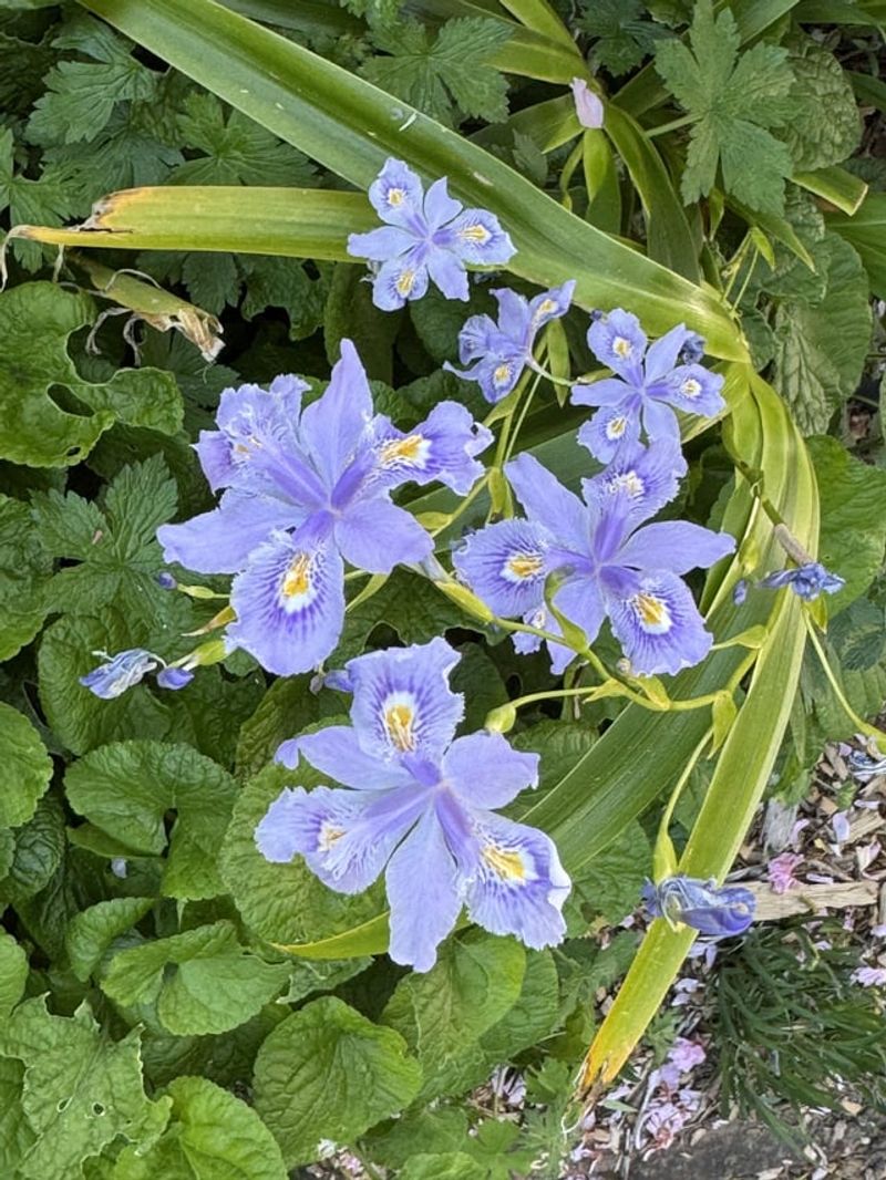 Iris Renewal